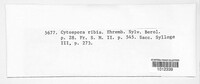 Cytospora ribis image
